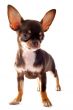 puppy chihuahua