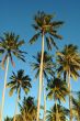 Coconut trees