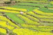 Rapeseed fields