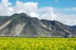 Landscape of rapeseed fields