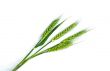 Green wheat ears