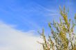 clouds