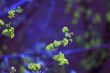 spring leaves