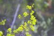 spring leaves