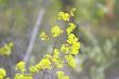 spring leaves