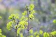 spring leaves