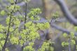 spring leaves