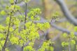 spring leaves