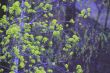 spring leaves