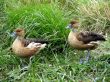 Ducks in the grass