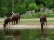 bulls at the watering