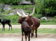 Family of buffalos