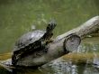 Siesta of a  turtle