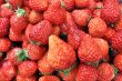 Strawberry fruits