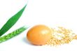 Egg and wheat