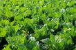 Celery cabbage