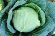 Celery cabbage