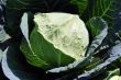Celery cabbage