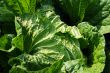 Celery cabbage