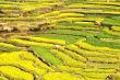 Rapeseed fields