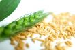 Green wheat ears
