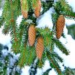 Pine with Cones