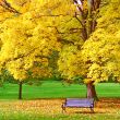 City park in autumn