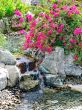 Waterfall and tropical garden in patio spa