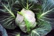 Cabbage