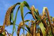 Millet fields