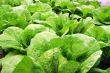 Celery cabbage