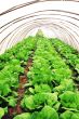 Greenhouse