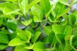 New leaves in spring
