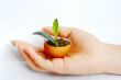 Plant in hand