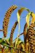 Millet fields