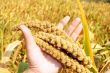 Millet fields