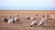 Sheep on grassland