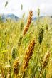 Tibetan wheat