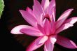 Blooming lotus