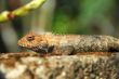 Lizard