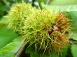 Chestnuts