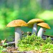 Mushrooms orange cap boletus 