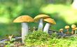 Mushrooms orange cap boletus 