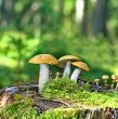 Mushrooms orange cap boletus on the moss