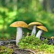Mushrooms orange cap boletus on the moss