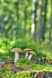 Mushrooms orange cap boletus on the moss