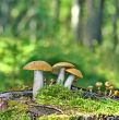 Mushrooms orange cap boletus on the moss