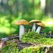 Mushrooms orange cap boletus 