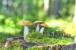 Mushrooms orange cap boletus on the moss