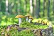 Mushrooms orange cap boletus 